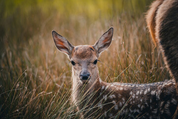 Here is a selection of my best wildlife photos of mammals taken of the course of 2 years. 