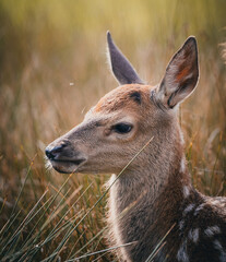 Here is a selection of my best wildlife photography taken over a period of 2 years 