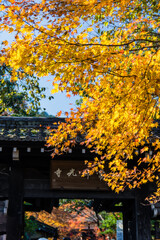 京都嵐山から嵯峨野周辺の紅葉