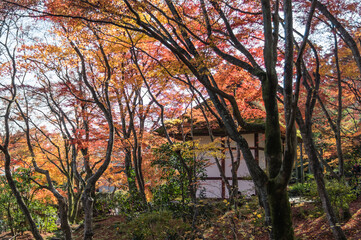 京都嵐山から嵯峨野周辺の紅葉