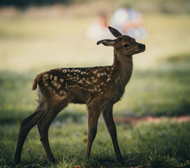 Here is a selection of my best wildlife photos of mammals taken of the course of 2 years. 