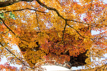 京都嵐山から嵯峨野周辺の紅葉