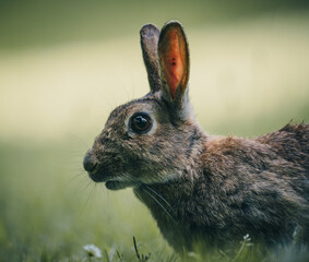 Here is a selection of my best wildlife photography taken over a period of 2 years 