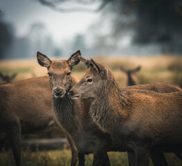 Here is a selection of my best wildlife photography taken over a period of 2 years 