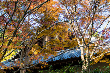 京都嵐山から嵯峨野周辺の紅葉