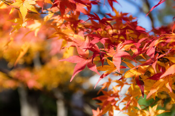 京都嵐山から嵯峨野周辺の紅葉