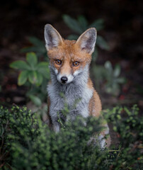 Here is a selection of my best wildlife photos of mammals taken of the course of 2 years. 