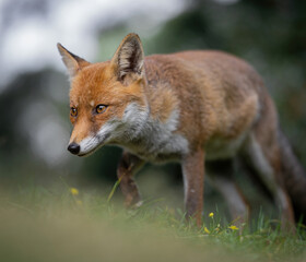 Here is a selection of my best wildlife photography taken over a period of 2 years 