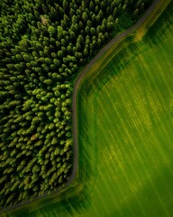 Aerial green landscape view with high dense trees in the field