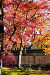 Fototapeta na wymiar 京都嵐山から嵯峨野周辺の紅葉