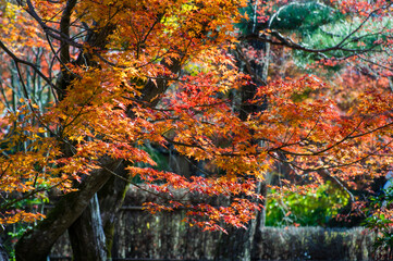 Naklejka na ściany i meble 京都嵐山から嵯峨野周辺の紅葉