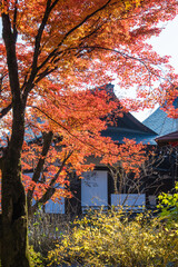 京都嵐山から嵯峨野周辺の紅葉