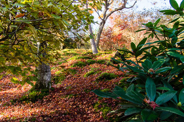 京都嵐山から嵯峨野周辺の紅葉