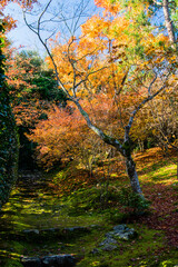 京都嵐山から嵯峨野周辺の紅葉