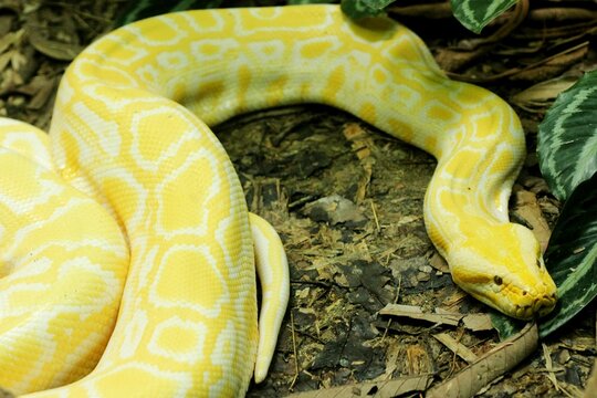 Closeup of an albino Burmese python (Python molurus bivittatus) on the ground