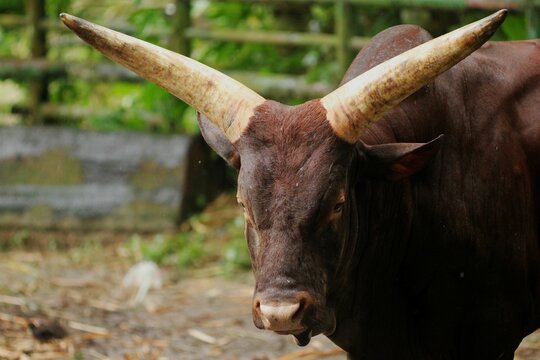 Closeup of an African Ankole (Bos tarus) cattle, large male bull with huge horns
