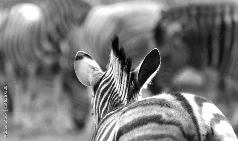 Wall mural Shallow focus shot of the back part of a zebra's head