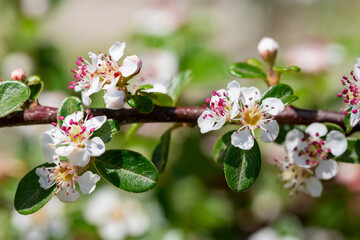 Bearberry cotoneaster Radicans white flower - Latin name - Cotoneaster dammeri Radicans
