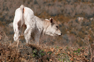 Baby calf