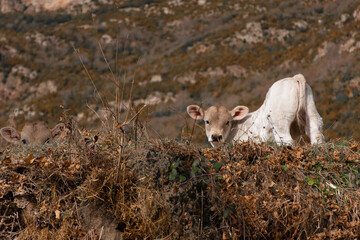 A couple of calves