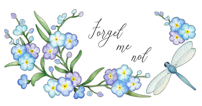 Watercolor hand painted forget-me-not flowers blue dragonfly isolated on white background. Template. Valentine's card. Wedding invitations, babyshower, greeting cards. Postcard. Spring wildflower. 