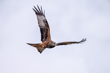 Red Kite (Mlvus milvus) in flight