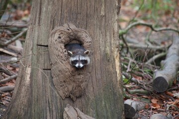 Closeup portrait of a raccoon looking out of a nest of a tree
