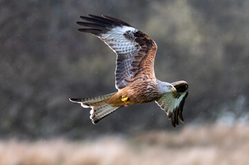 Red Kite (Mlvus milvus) in flight