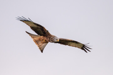 Red Kite (Mlvus milvus) in flight