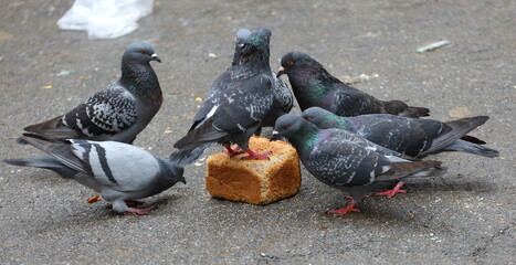Fototapeta premium A group of pigeons peck a loaf of bread on the asphalt
