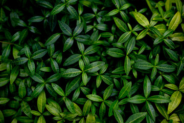Naklejka na ściany i meble background of tiny green leaves
