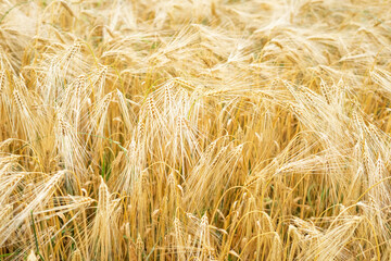Close up golden ears of wheat. Agriculture field of yellow wheat
