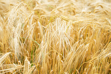 Close up golden ears of wheat. Agriculture field of yellow wheat
