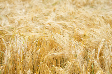 Close up golden ears of wheat. Agriculture field of yellow wheat
