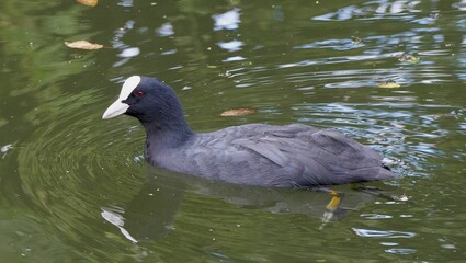 Closeup shot of a Eurasian coot swimming in the water