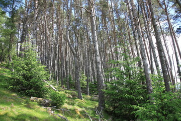 Heller Wald