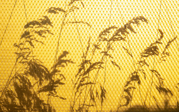 Shadow play. Shadows, silhouettes of leaves and herbs on a wax foundation.