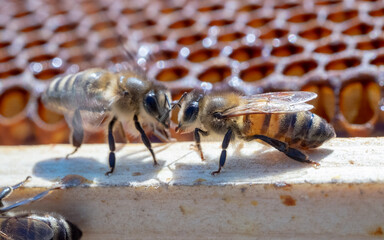 Macro photo of a bee on honeycombs. June honeymoon. Beekeeping and honey production.