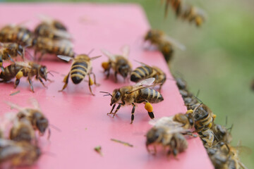 Macro photo of working bees. Beekeeping and honey production image.