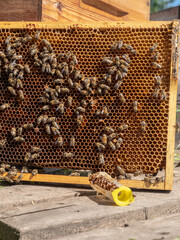 Macro photo of a bee on honeycombs. June honeymoon. Beekeeping and honey production.