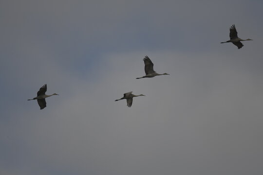 sandhill cranes flying in formation across blue sky
