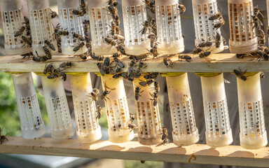 Beekeeping Rearing Cup Kit Bee Queen Cages Roller Beekeeper Tool Equipment