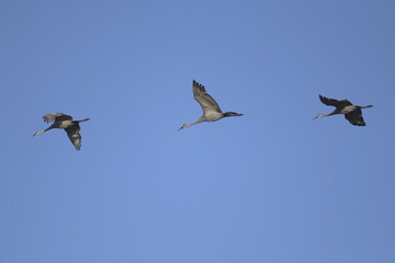 sandhill cranes flying in formation across blue sky