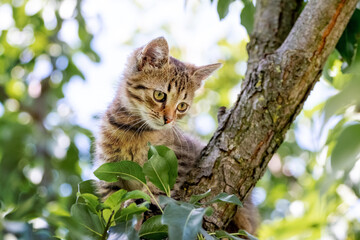 A small cute tabby kitten sits on a tree and looks down