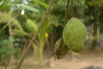 Mango with blur leaf background. Young mango.