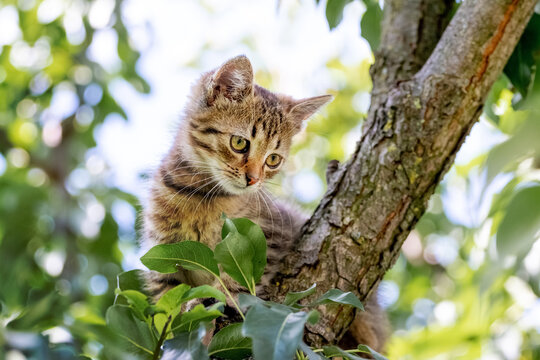 A small cute tabby kitten sits on a tree and looks down