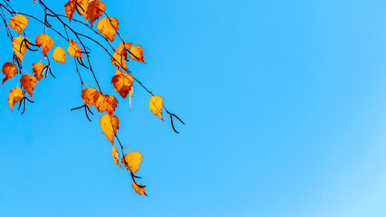 Yellow and orange birch leaves against a blue sky. Copy space