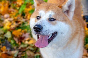 Close-up portrait of an Akita dog in an autumn park. The dog looks up