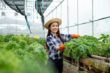 Female farmer harvest farm products and fresh vegetables in greenhouse or organic with a happy smile face.