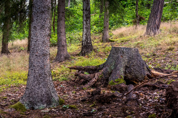 a sawn-off tree in a coniferous forest - obrazy, fototapety, plakaty